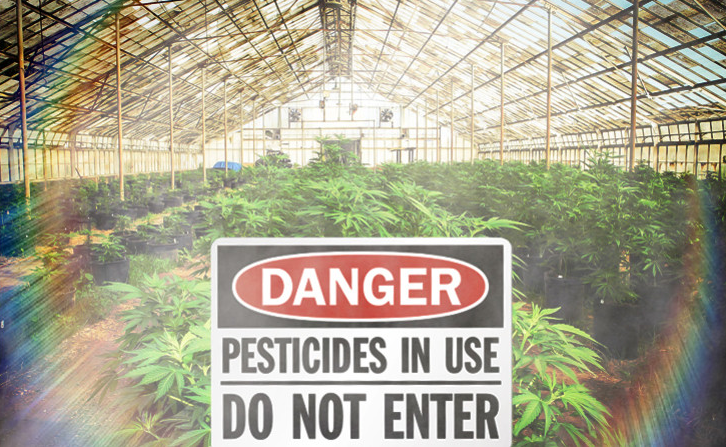 Canadian Medical Pot Producer faces Lawsuit over Pesticides