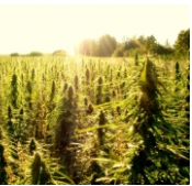 Bring Hemp Farming Back To Its Rightful Place in America