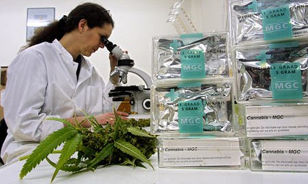Researchers Find Study of Medical Marijuana Discouraged