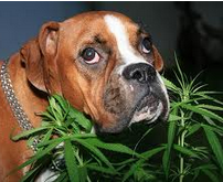 A Medicinal Pot Patch For Pets Coming Soon