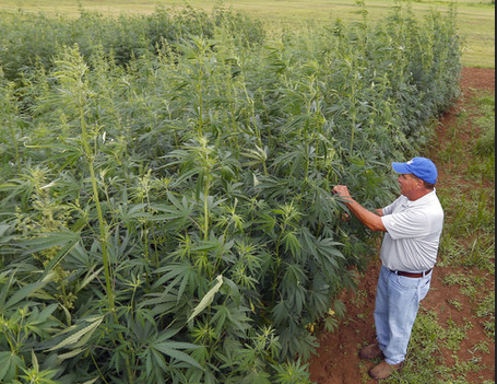 Kentucky’s first industrial hemp crop in decades shows promise for future production