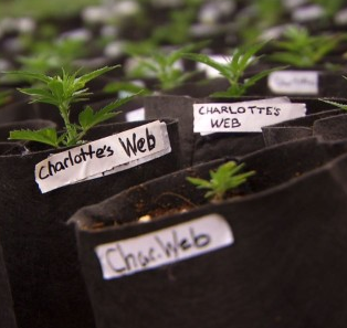 Bipartisan House Bill Would Legalize ‘Charlotte’s Web’ Medical Marijuana