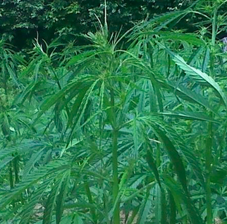 Cautiously, Hemp Crops Take Root In Vermont