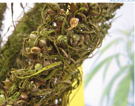 Hemp aid: US considers buying industrial cannabis from Ukraine to bolster its economy