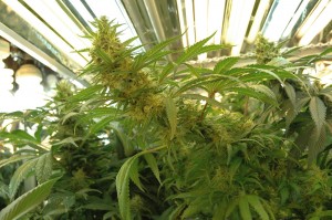 Medical Marijuana Growing – T5 Grow Lights