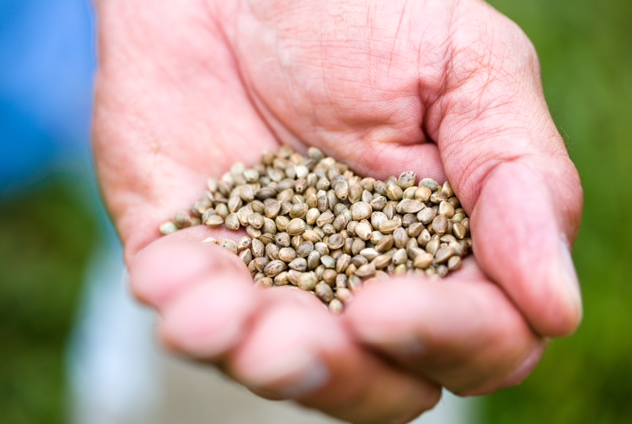 Colorado: Feds Allow Hemp Seed Imports
