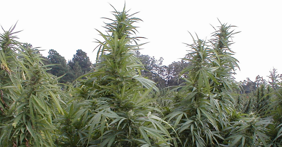 Oregon to Issue Industrial Hemp Licenses for 2016 Crops