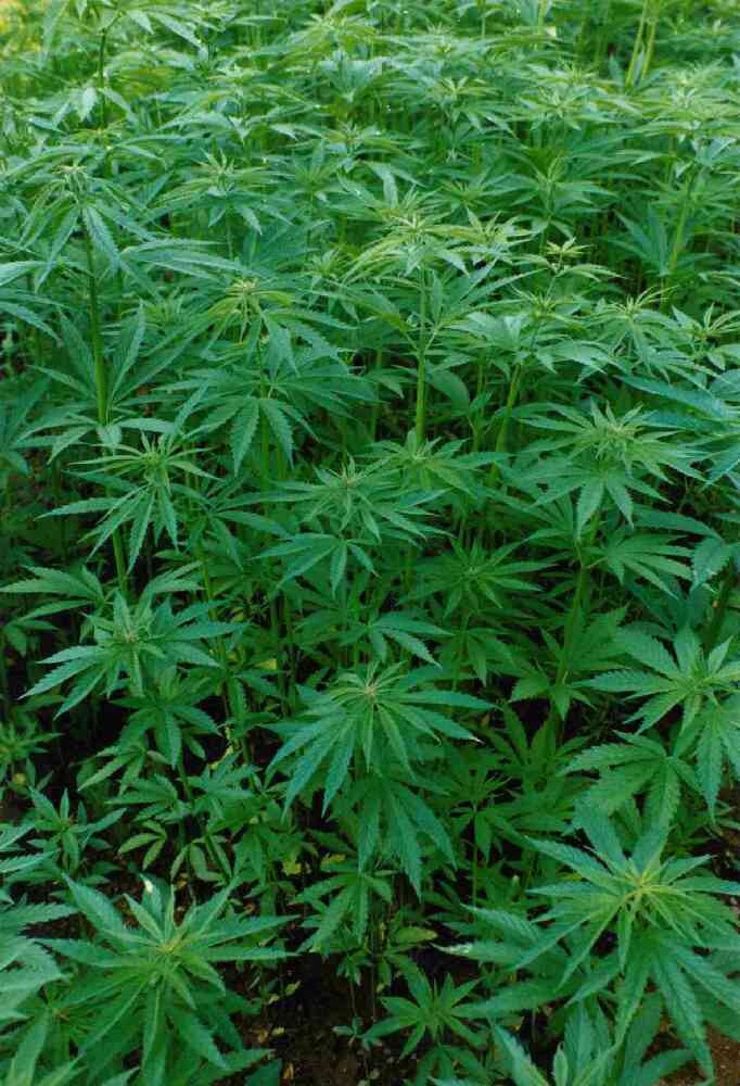 Hemp Industry Facing Barriers to Commercialization
